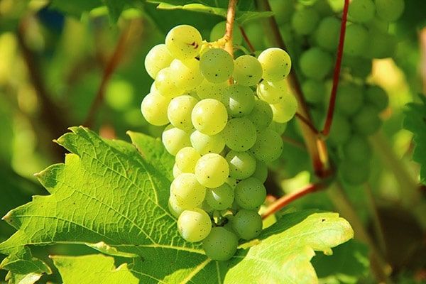 Giới thiệu tổng quan về nho Chardonnay