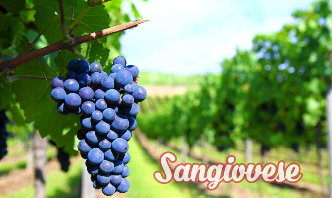 Nho Sangiovese