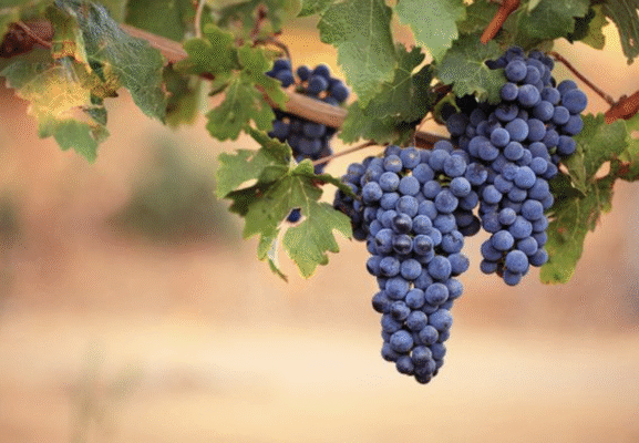 Pinot Noir Là Gì?
