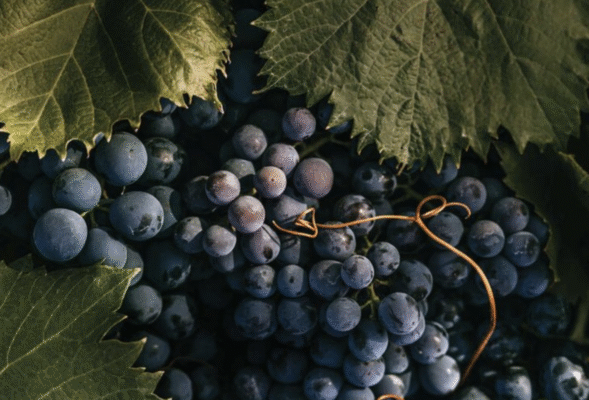 Đặc điểm sinh học và hình thái Pinot Noir