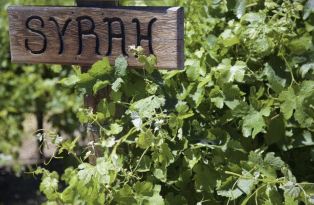 Giới thiệu tổng quan về Shiraz/Syrah