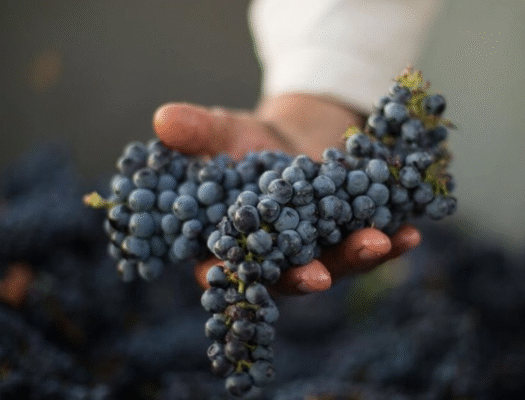Lịch sử và nguồn gốc giống nho Syrah/Shiraz