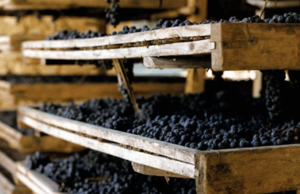 Quy trình sản xuất rượu vang Syrah/Shiraz