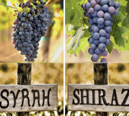 So sánh Syrah và Shiraz