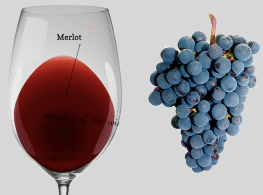 Lịch sử và nguồn gốc của nho Merlot
