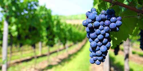Đặc điểm sinh học và sinh trưởng của nho Primitivo/Zinfandel