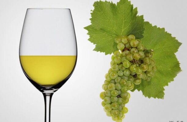 Đặc điểm sinh học và sinh trưởng của nho Chardonnay