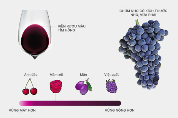 Giới thiệu tổng quan về nho Malbec