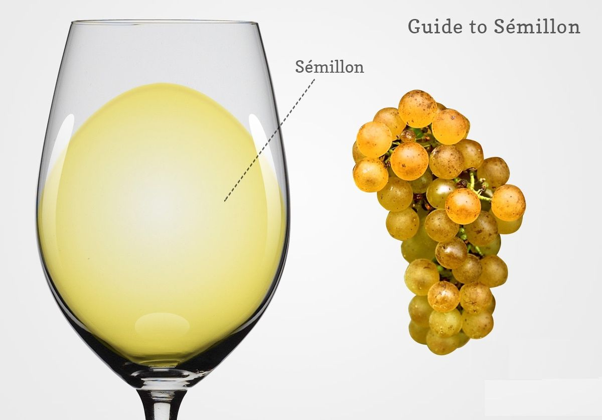 Chenin Blanc Giống Nho Vang Trắng Đa Phong Cách Từ Pháp