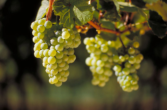 Riesling Cho Người Yêu Vang