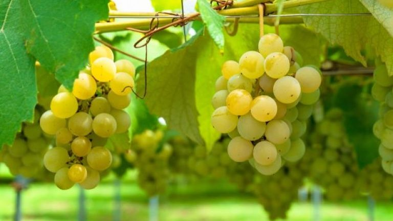 Viognier: Giống Nho Hương Trái Cây Khó Trồng Bậc Nhất