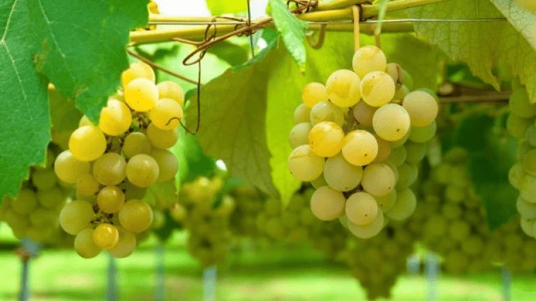 Viognier: Giống Nho Hương Trái Cây Khó Trồng Bậc Nhất