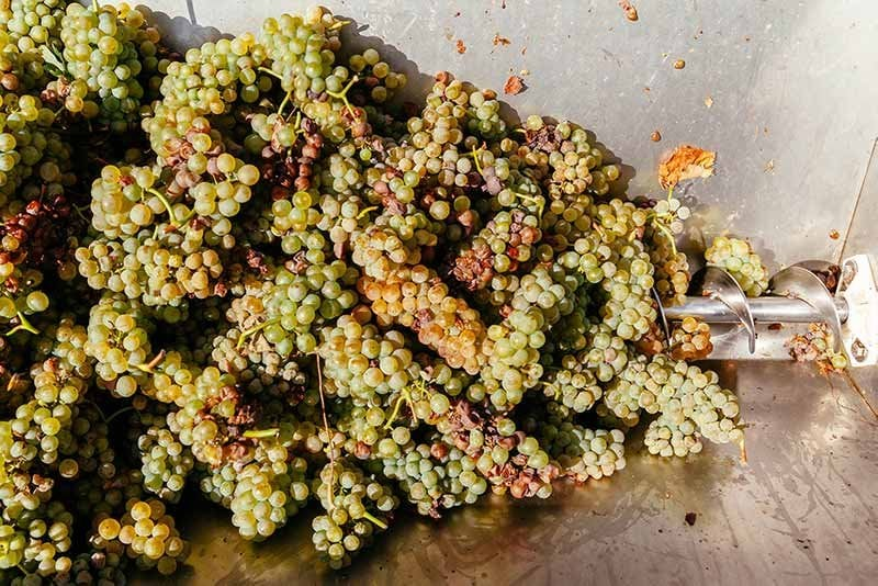 Sémillon là giống nho trắng đặc biệt với hai phong cách vang nổi bật
