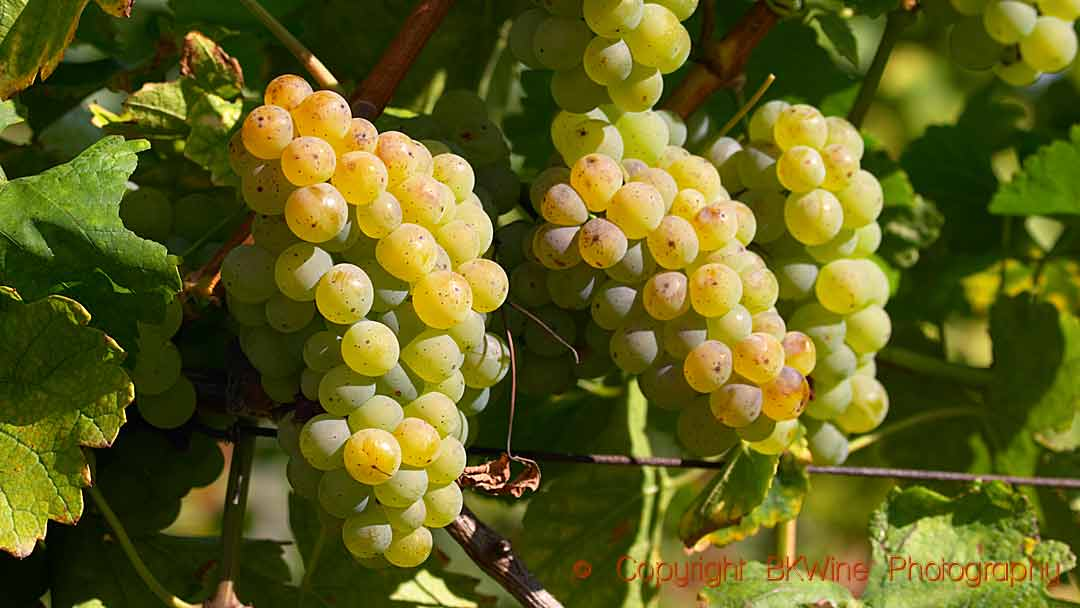 Riesling Cho Người Yêu Vang