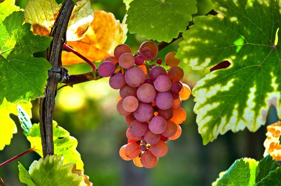 Gewürztraminer Giống Nho Vang Trắng Độc Đáo Từ Tramin