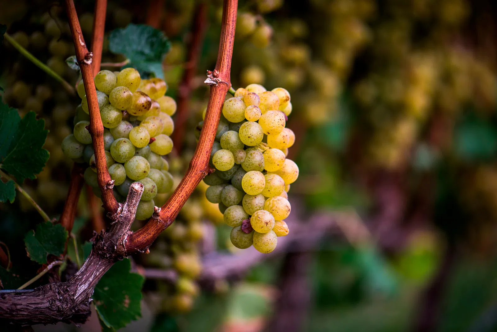 Sémillon là giống nho trắng đặc biệt với hai phong cách vang nổi bật