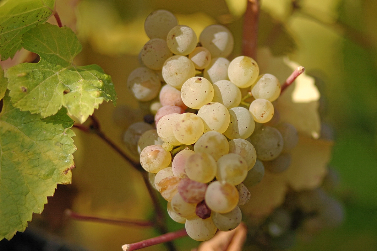 Riesling Cho Người Yêu Vang