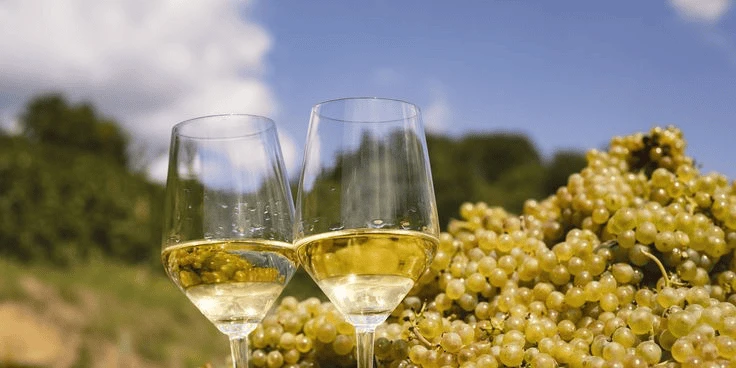 Pinot Grigio mang phong cách khô, tươi mát với hương táo xanh, chanh và lê