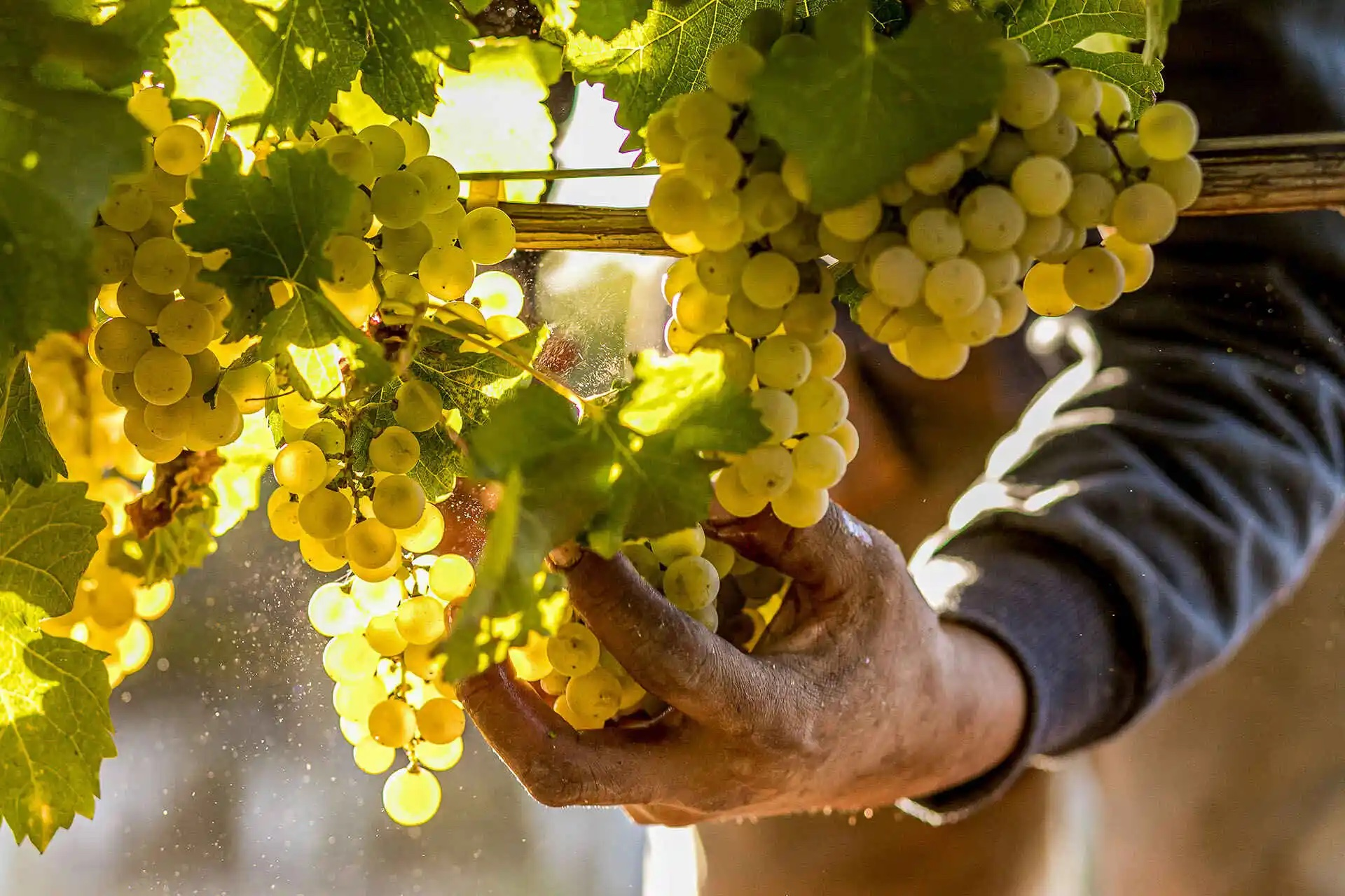 Sémillon là giống nho trắng đặc biệt với hai phong cách vang nổi bật