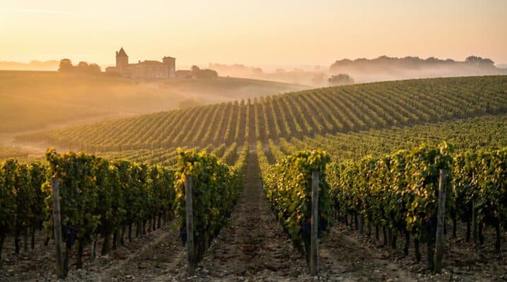 Nho Merlot vuon nho Bordeaux Right Bank Pomerol phong canh