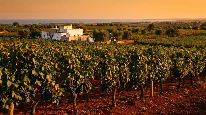 Primitivo Zinfandel bush vine alberelli Puglia vineyard hero landscape