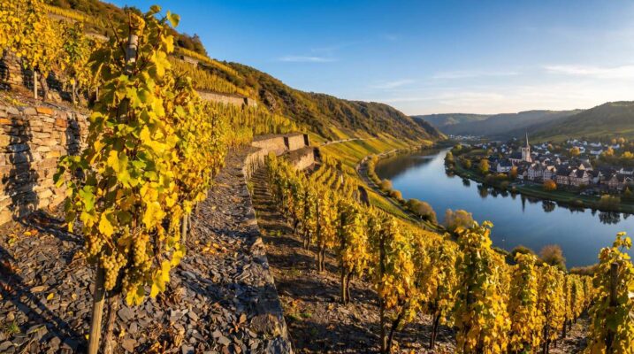 Riesling vineyard Mosel River valley slate terraces Germany